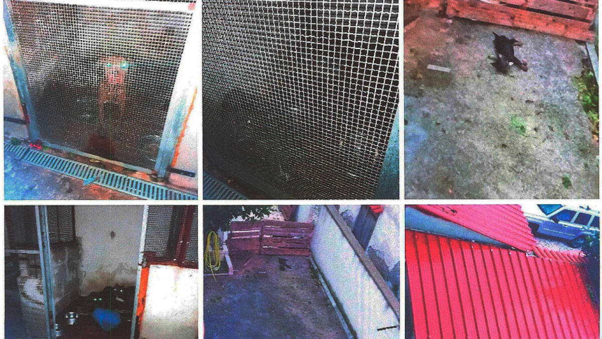 Denunciato allevamento abusivo di cani, condizioni igienico-sanitarie gravissime - 