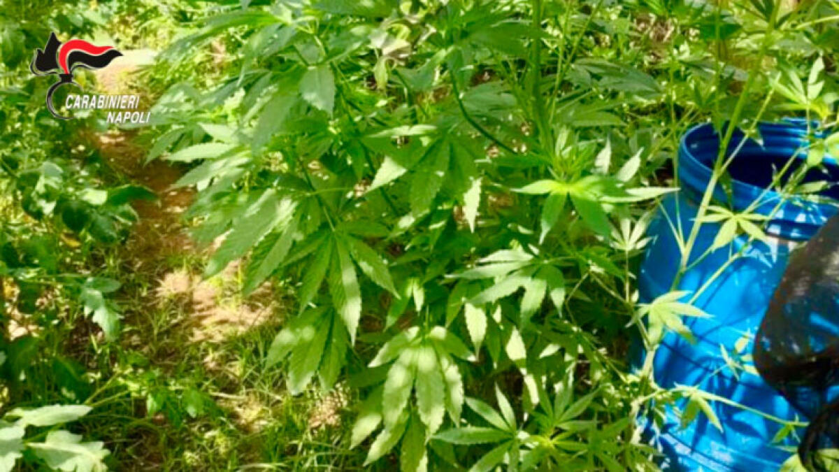 Laboratorio della droga, sequestrata una tonnellata - 