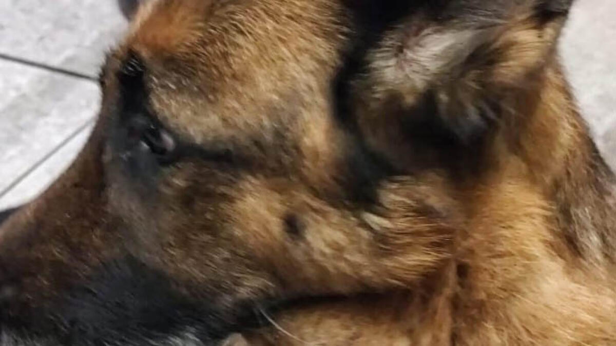 Terribile nei Paesi Vesuviani, trascina il cane in e-bike per 6 chilometri - 