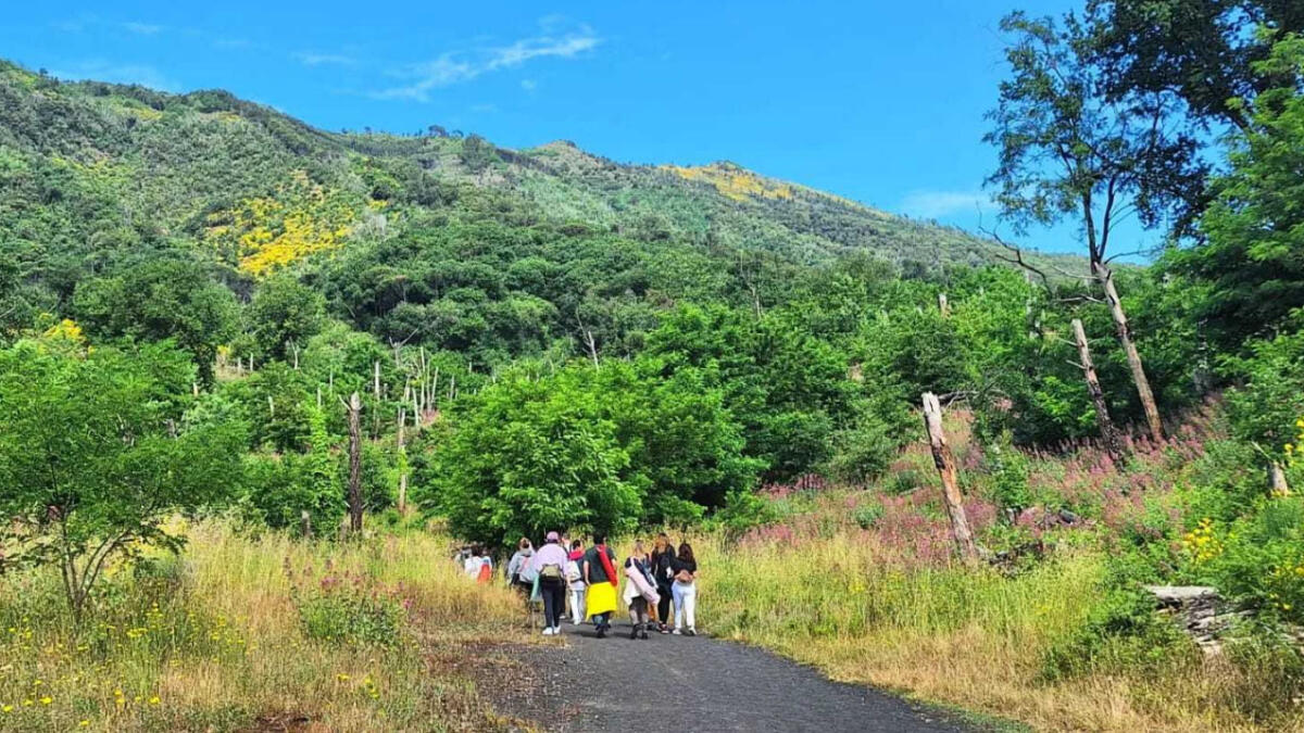 Giornata degli alberi, l'appello di Servino (Terzigno Verde): "Dagli alberi una lezione di comunità: il Vesuviano la ascolti" - 