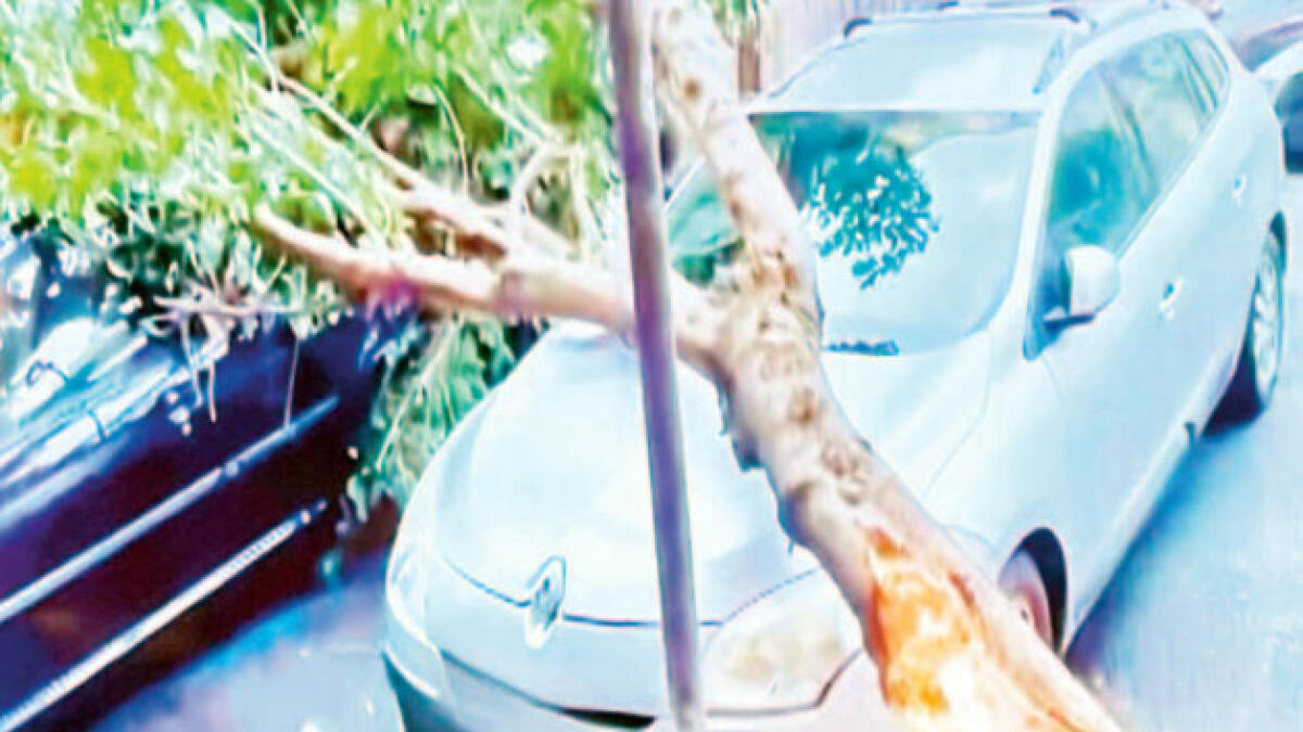 Alberi abbattuti da vento e pioggia - 