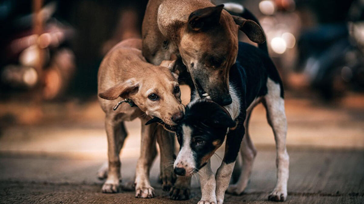 Bimba di 9 anni azzannata al volto da un cane randagio - 