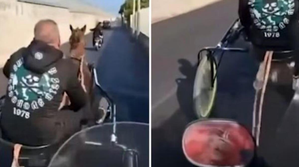 Cavallo preso a frustate e costretto a correre tra auto e scooter - 