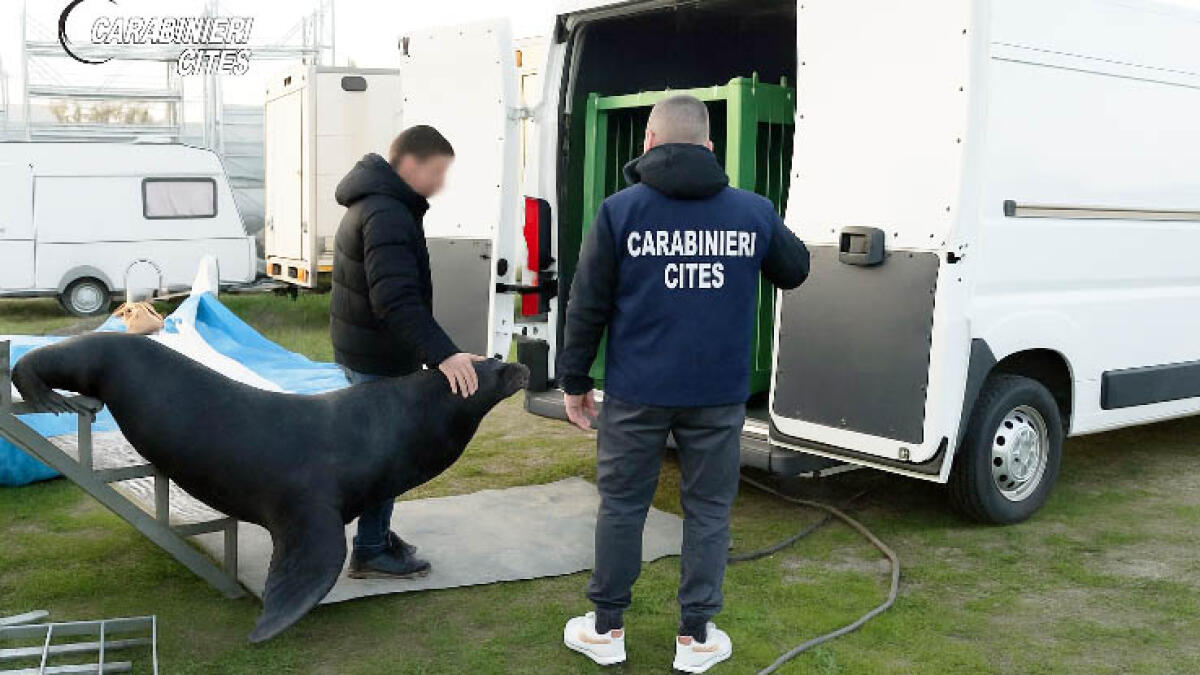 Leone marino ostaggio in un'azienda, salvato e trasferito allo zoo di Napoli - 