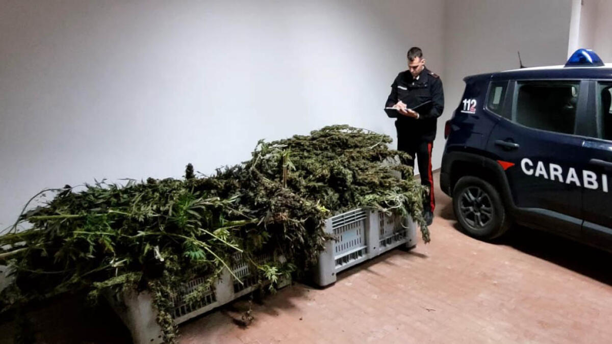 Presi a Sant'Anastasia con il carico di marijuana che stavano confezionando - 