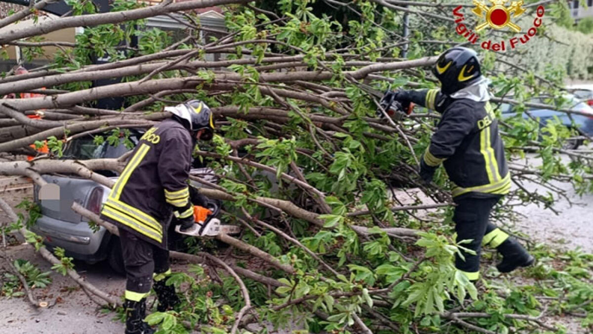 Albero cade e schiaccia le auto - 