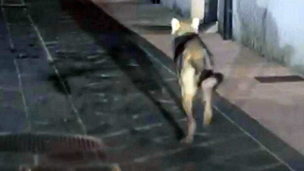 Lupo avvistato tra le case in Campania - 