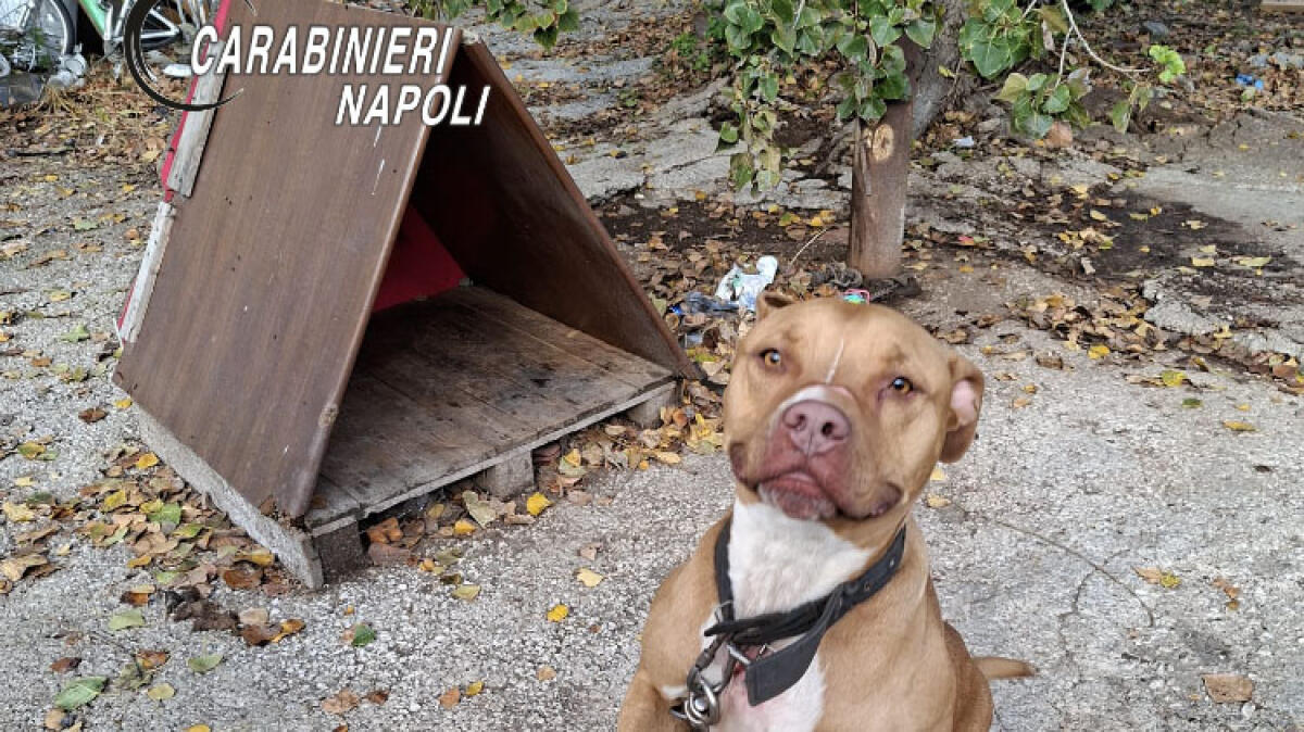 Cani, droni e 30 tonnellate di rame sequestrati nel campo rom - 