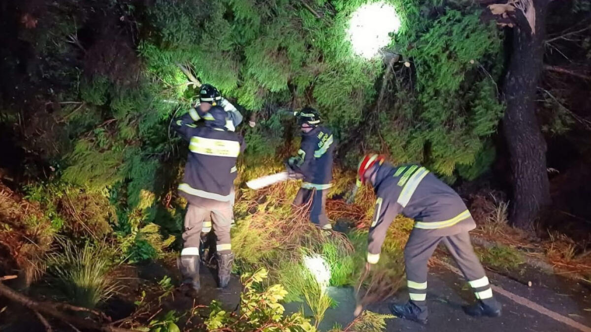 Gli alberi vengono giù uno dietro l'altro - 