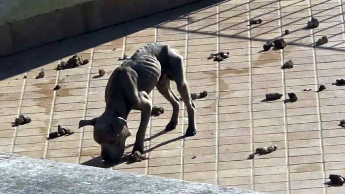 Cani abbandonati e scheletrici a Nola - 