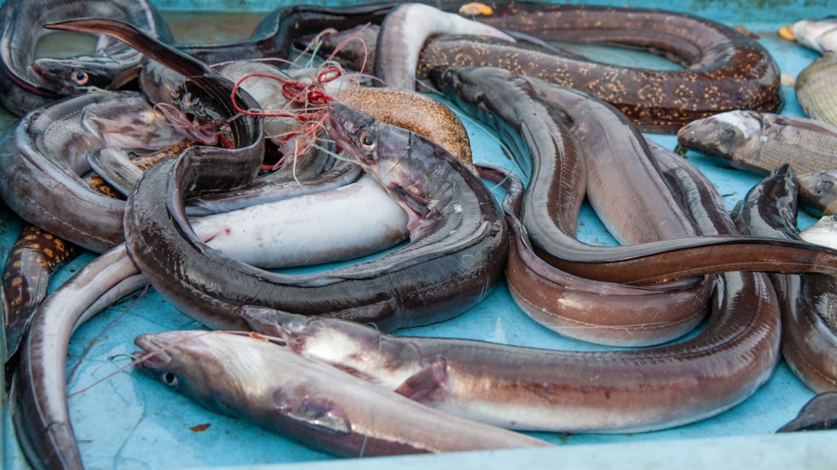 Cenone della Vigilia, scoperte e liberate anguille di specie protetta - 