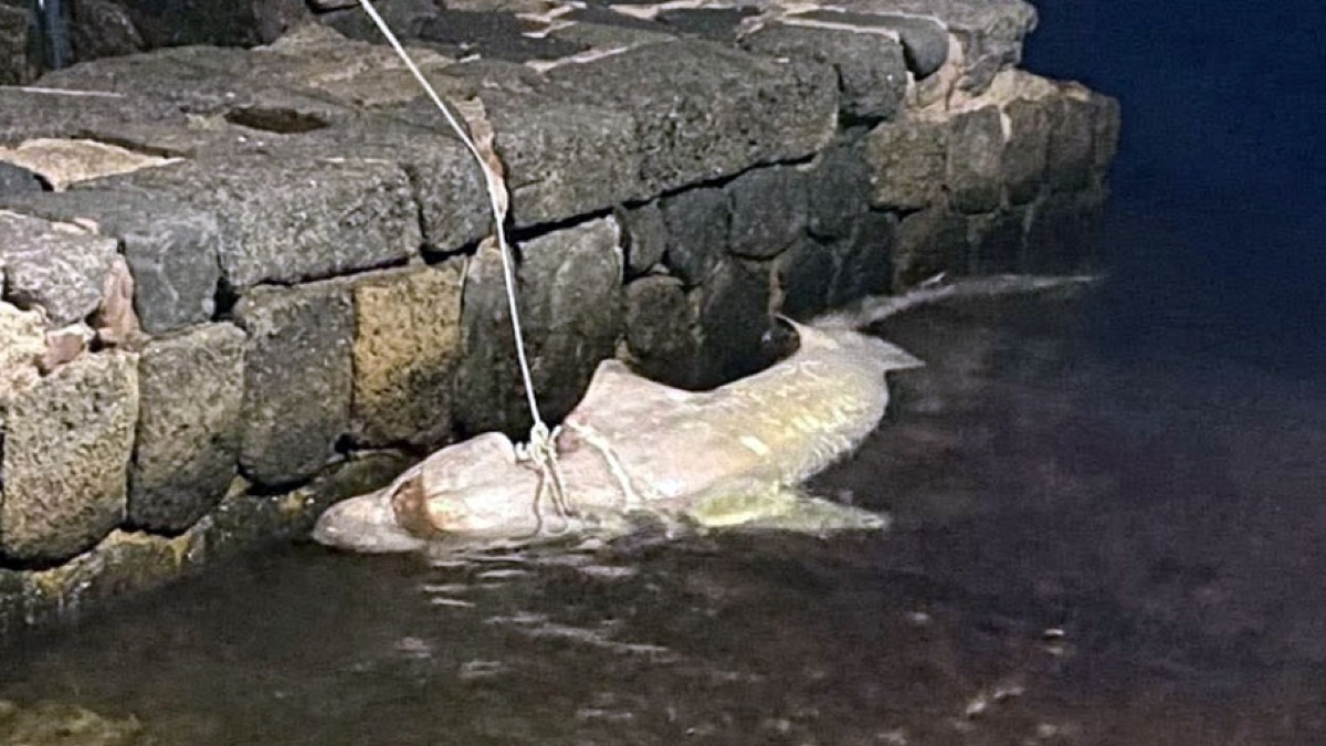 Squalo morto nel Golfo di Napoli - 