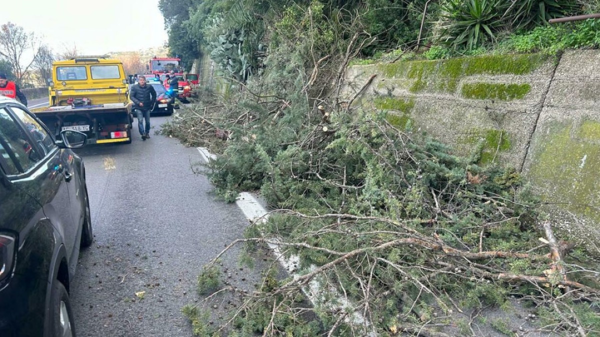 Albero crolla sulla Statale e colpisce auto in corsa - 