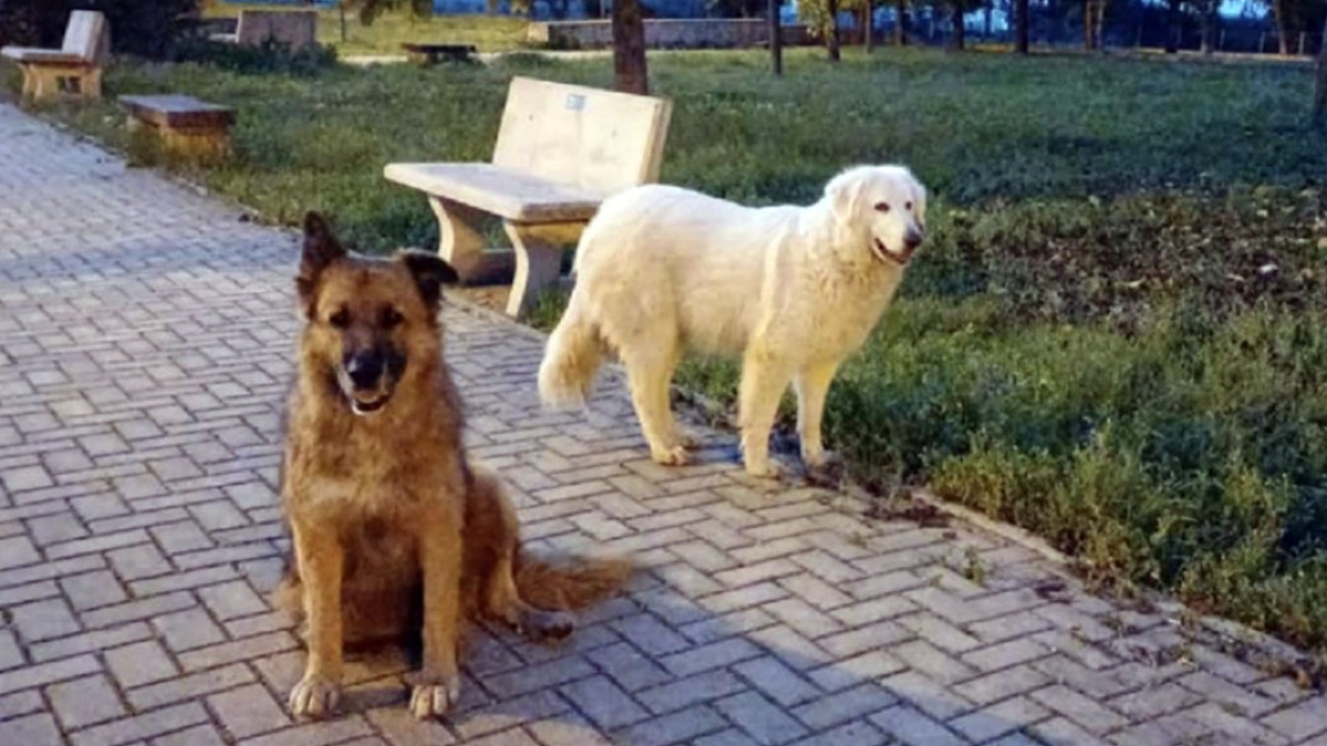 Cani di quartiere uccisi a colpi di fucile - 