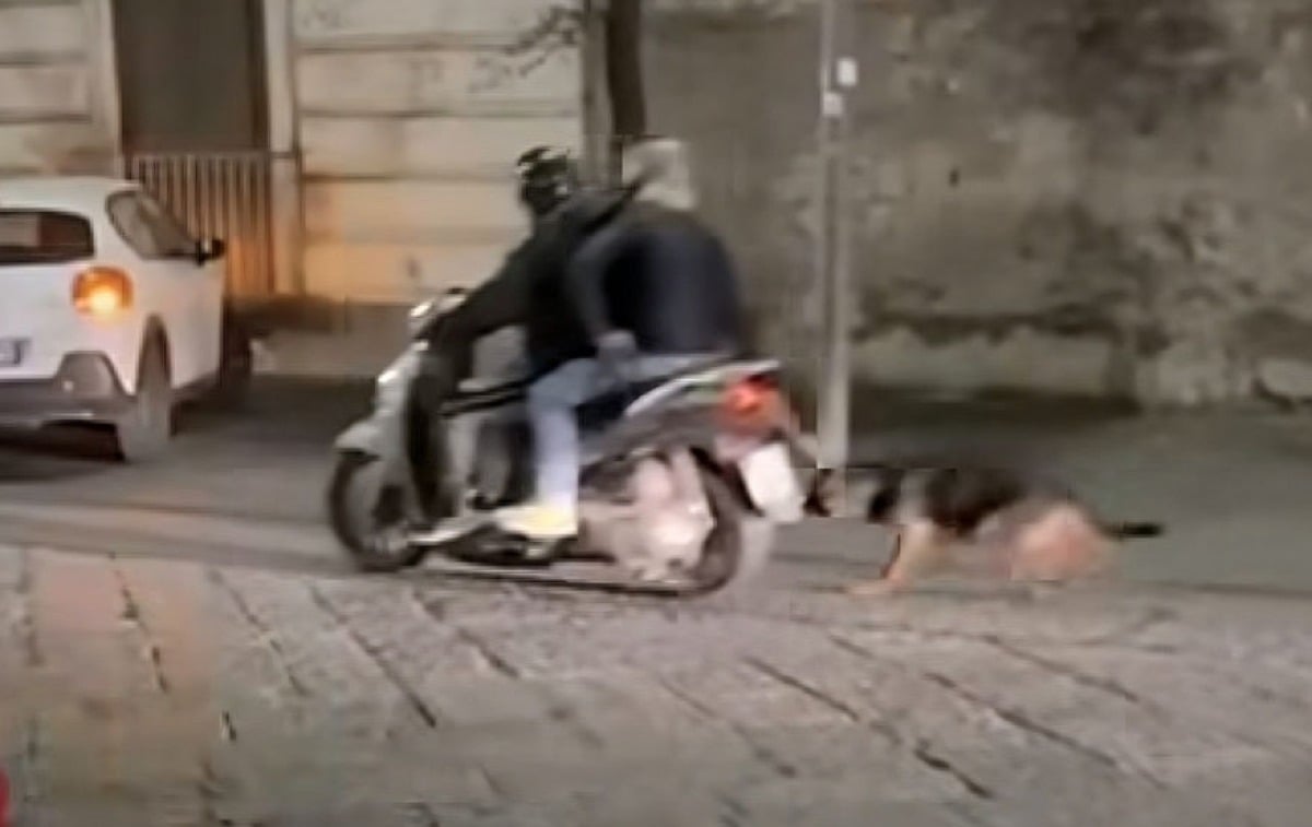 Ci risiamo. Cane trascinato da uno scooter nei Paesi Vesuviani - 