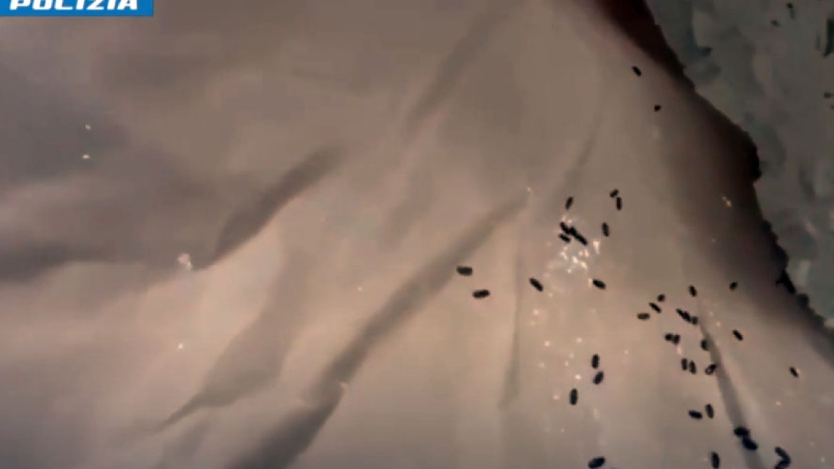 Alimenti scaduti e blatte, chiuso locale - 