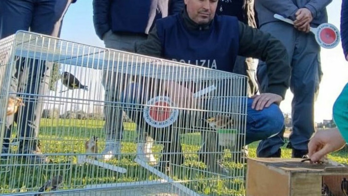 Erano in gabbia, scoperti 15 volatili protetti - 