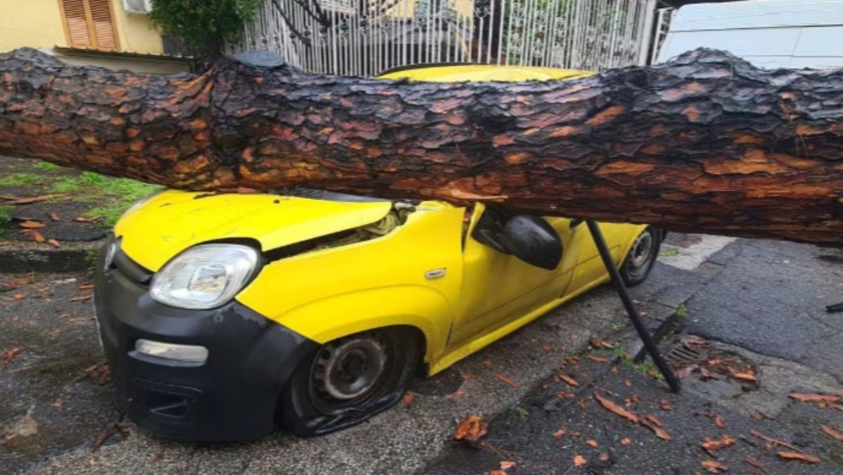 Il vento abbatte un albero, auto distrutta - 