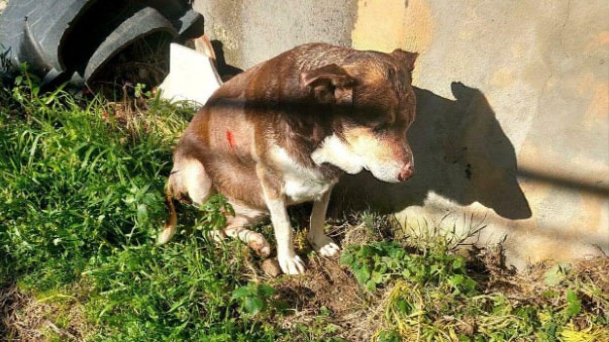 Cagnolino legato e picchiato brutalmente - 