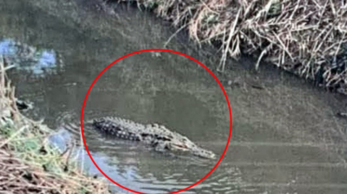 Alligatore in Campania, esclusi fotomontaggio e scherzo - 