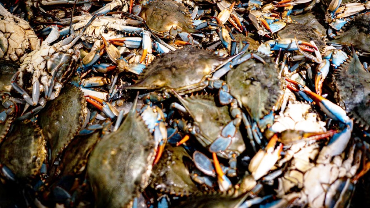Invaso dal granchio blu, in Campania si corre ai ripari - 
