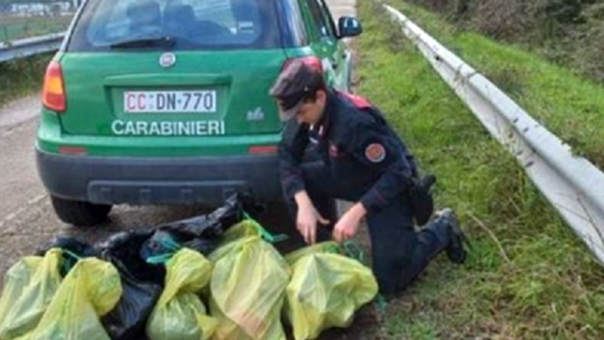 Carcasse a bordo strada: 27 cani e un gatto - 