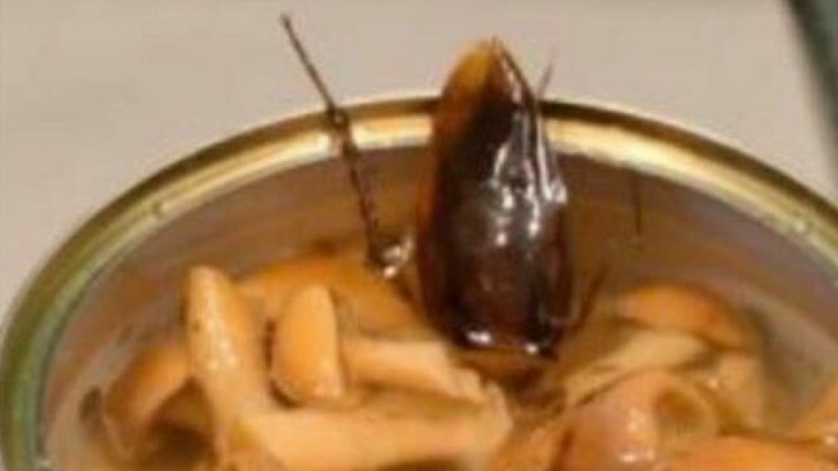Una blatta morta nella scatola di funghi - 