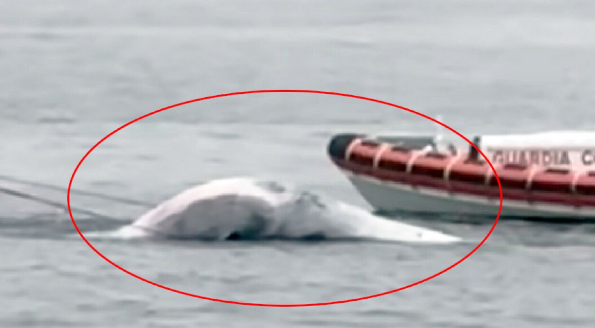 Muore la balenottera avvistata al Molo Beverello - 