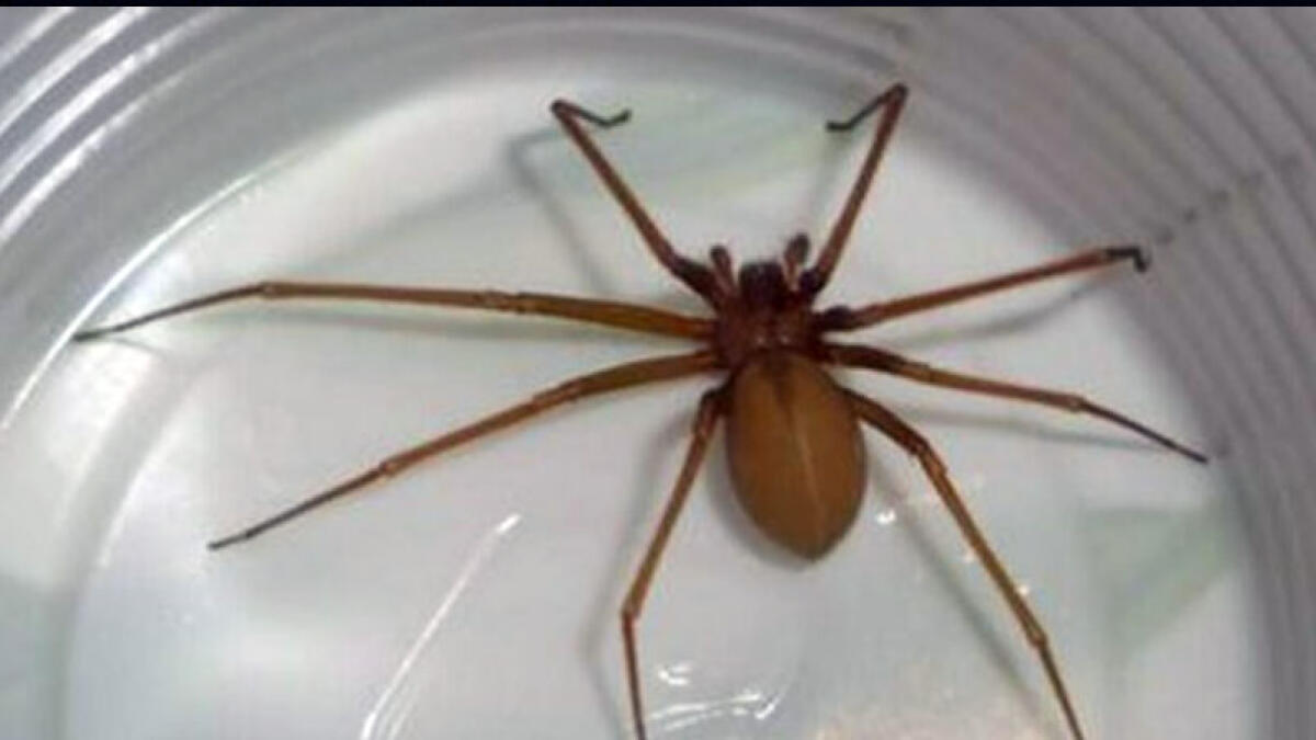 Morso da ragno violino, all'Ospedale del Mare con la gamba in sepsi - 