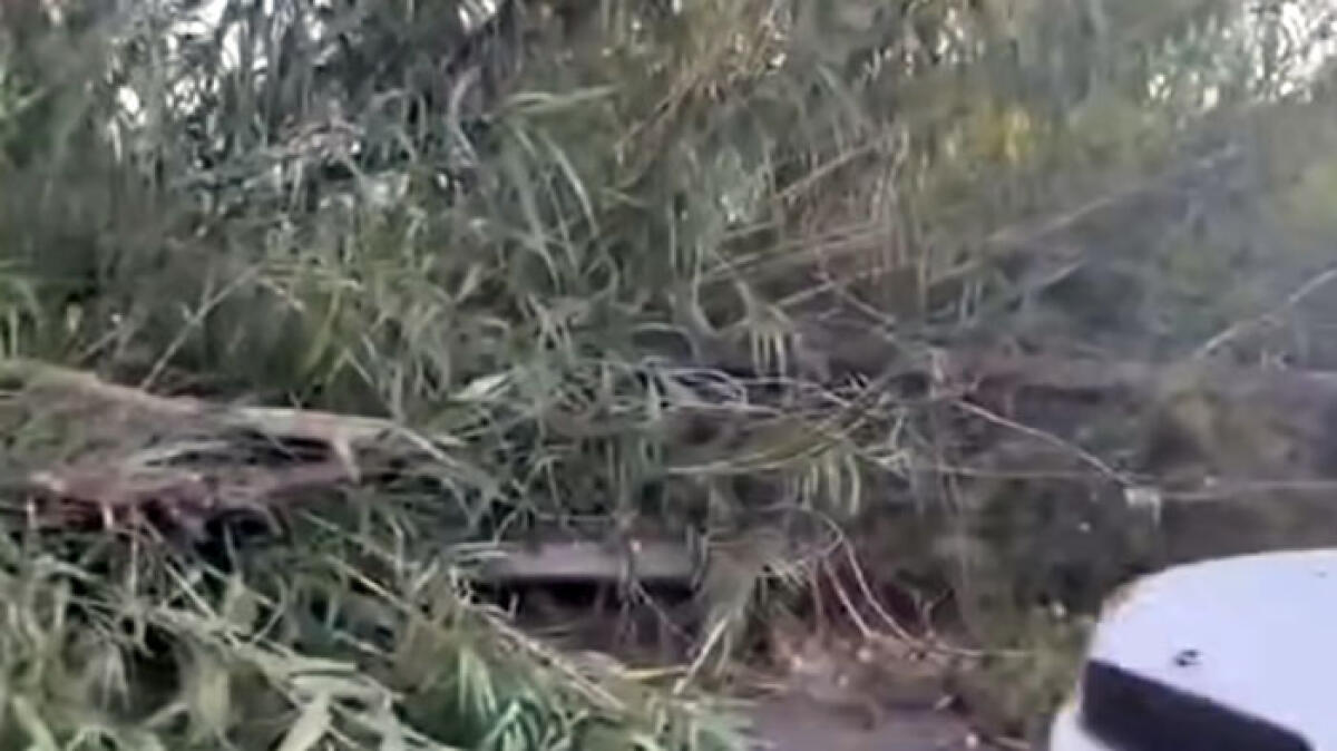 Taglia albero per la legna e muore schiacciato - 