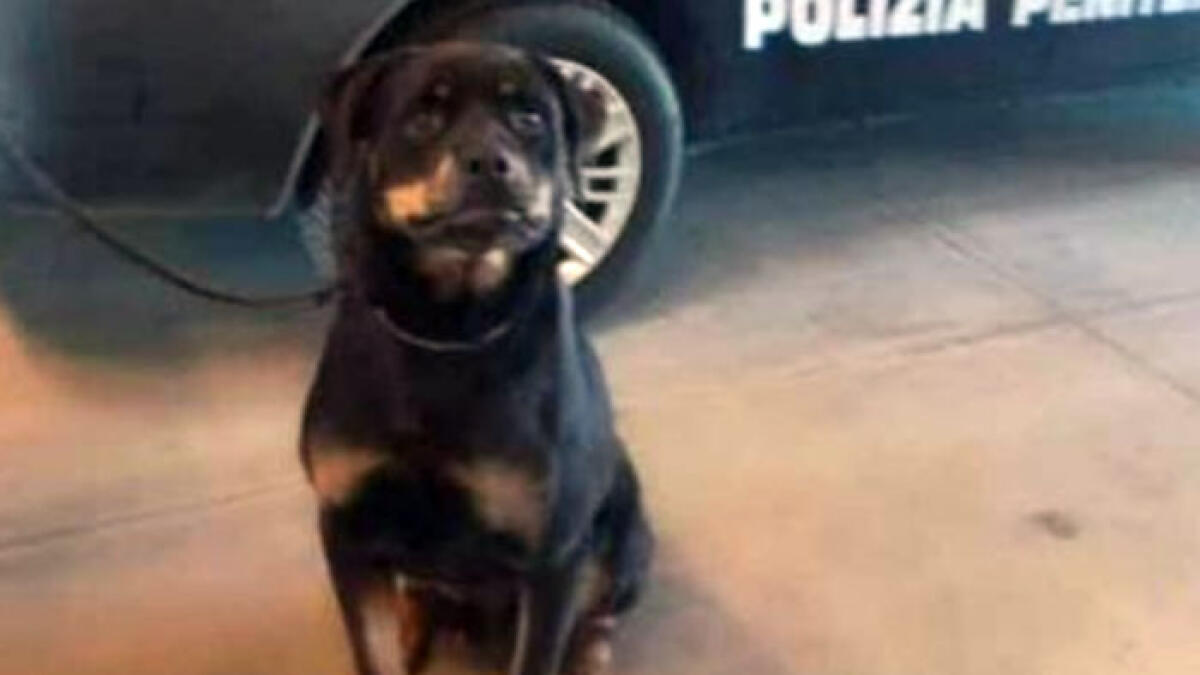 Cane antidroga fa scoprire 300mila euro di cocaina - 