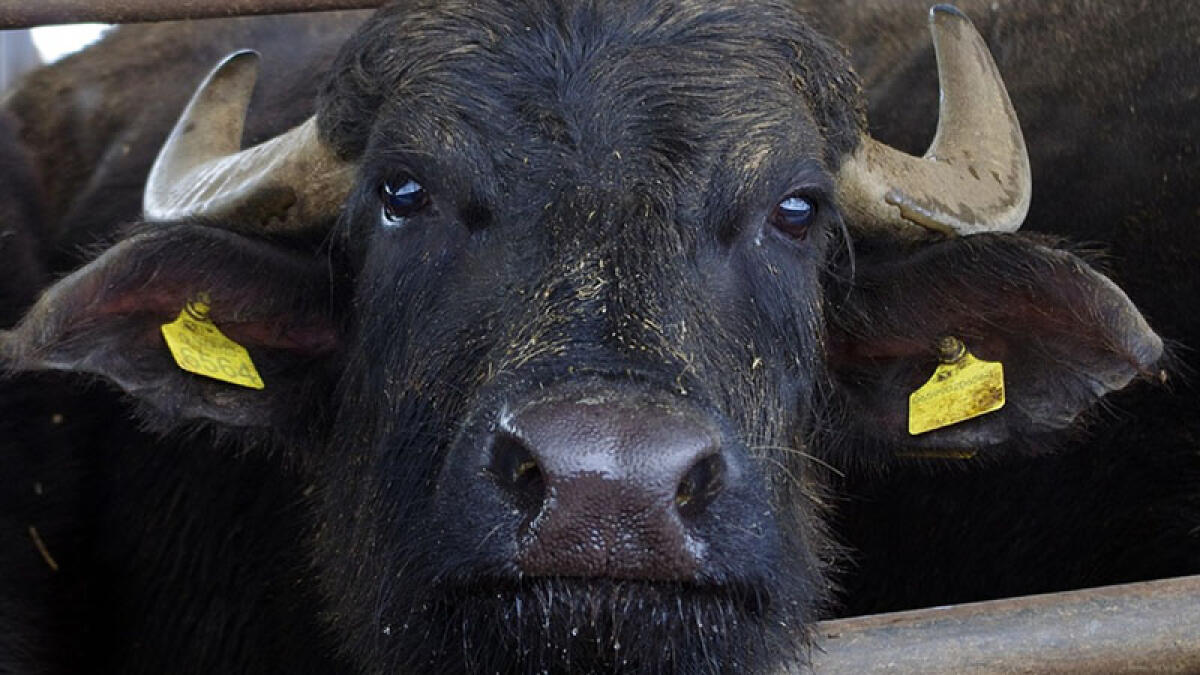 Azienda bufalina accanto alla megadiscarica, scatta la chiusura - 