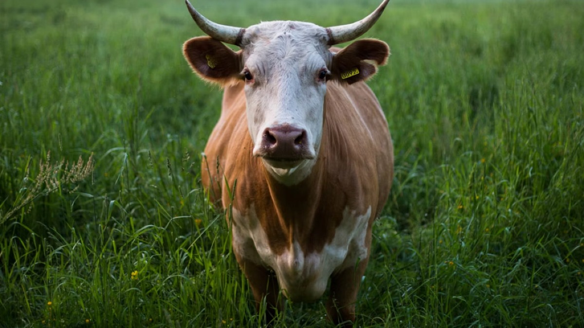 Incornato da un toro nell'agriturismo, muore in ospedale - 