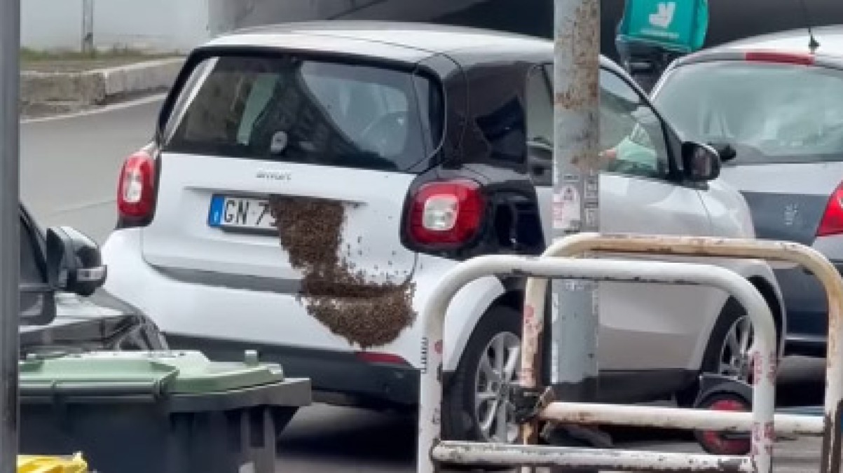 Migliaia di api appoggiate su una Smart - 