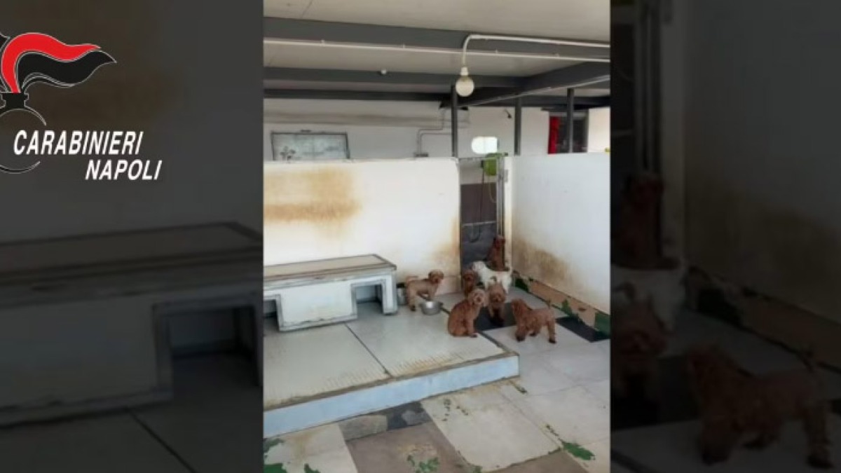 Allevamento lager di barboncini toy da migliaia di euro - 