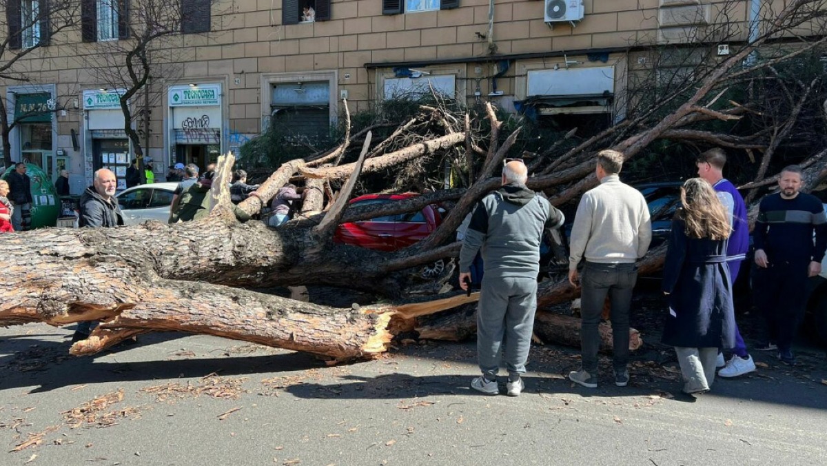 Albero crolla su quattro veicoli, c'è un ferito grave - 