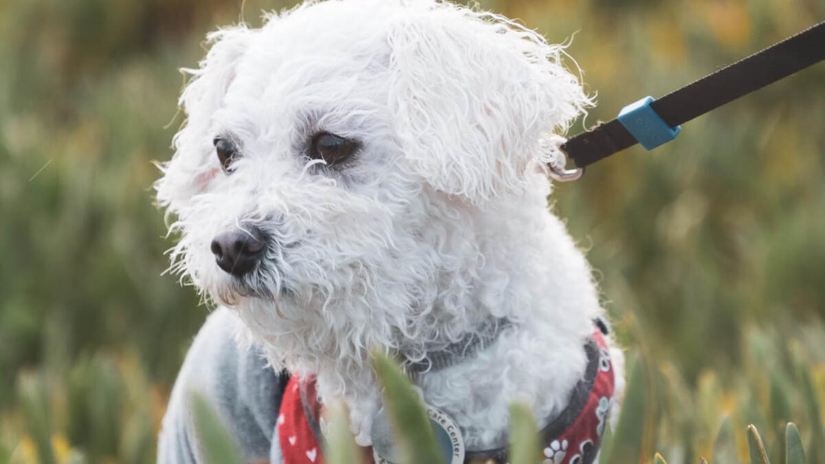 Ragazza minacciata al parco: "Dammi il telefono o non vedi più il tuo cane" - 