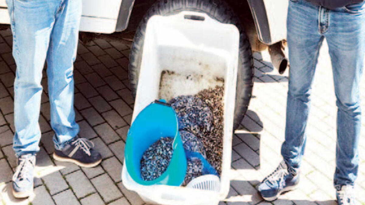 In auto con 25 chili di vongole, bloccato nei Paesi Vesuviani - 