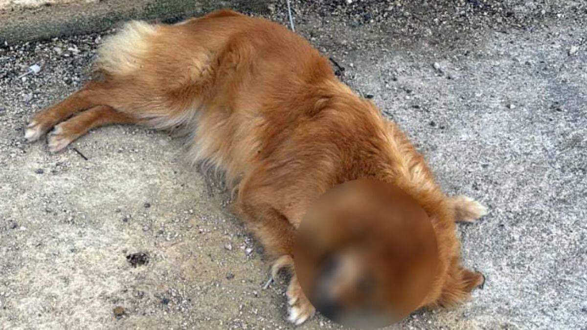 Cagnolino trovato con una corda al collo appeso ad un albero - 