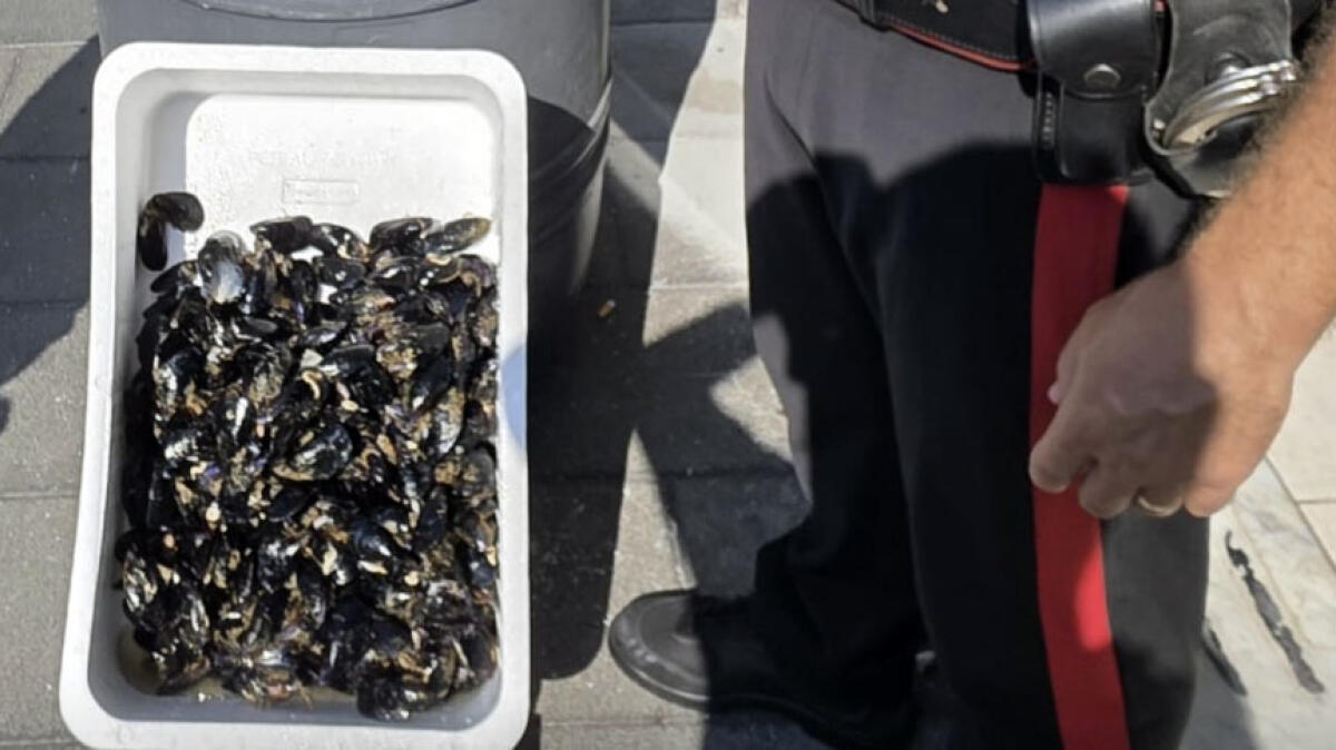 Frutti di mare, continuano i sequestri negozio per negozio - 