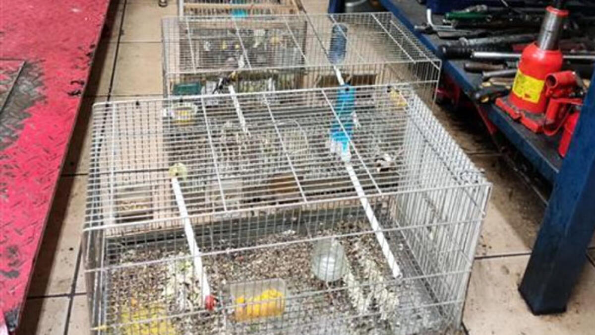 Cardellini catturati ed accecati per farli cantare meglio