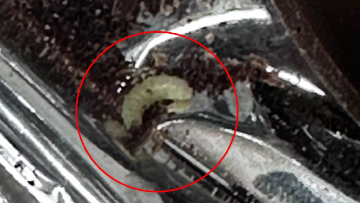 Gita con visita alla dolciaria, vermi nella cioccolata data ai bimbi - 