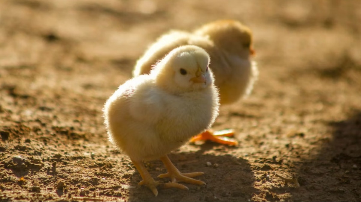 Scuola regala pulcini agli alunni, ma vengono tutti sequestrati - 
