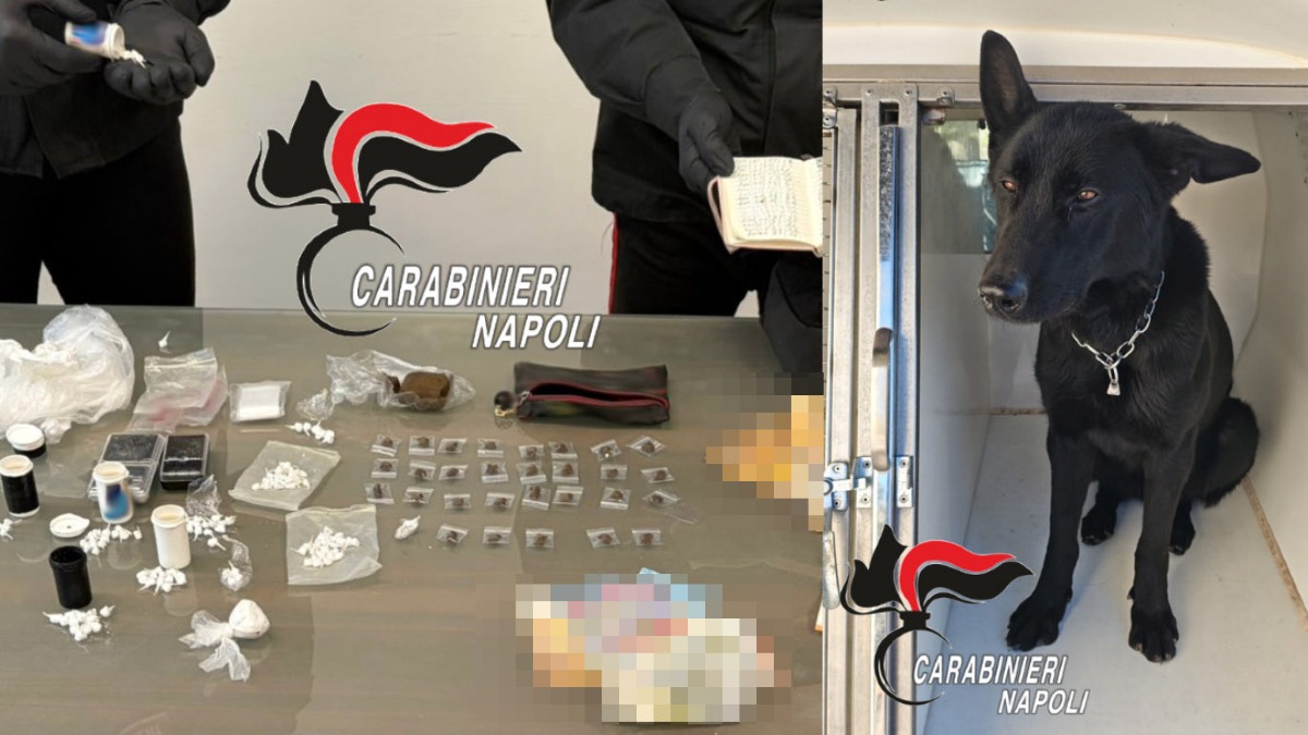 Non vuole il cane antidroga perché ha un gatto: aveva dosi sotto al materasso - 