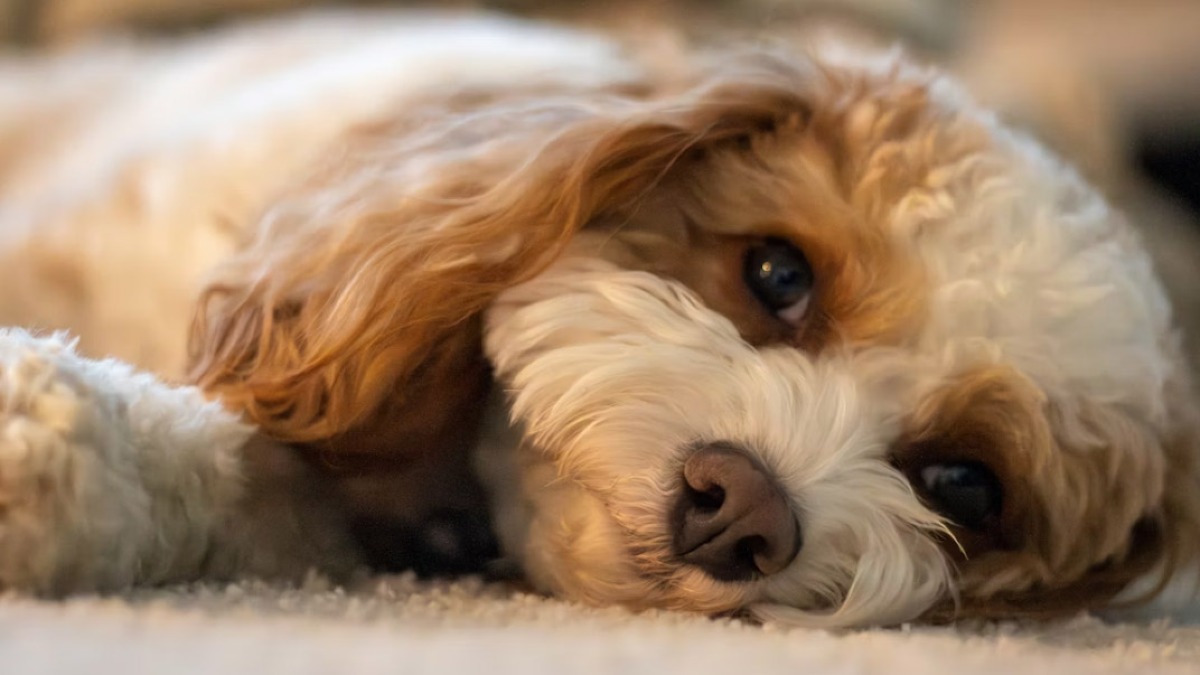 Scoperto canile lager con 26 barbocini toy venduti con prezzi alle stelle - 