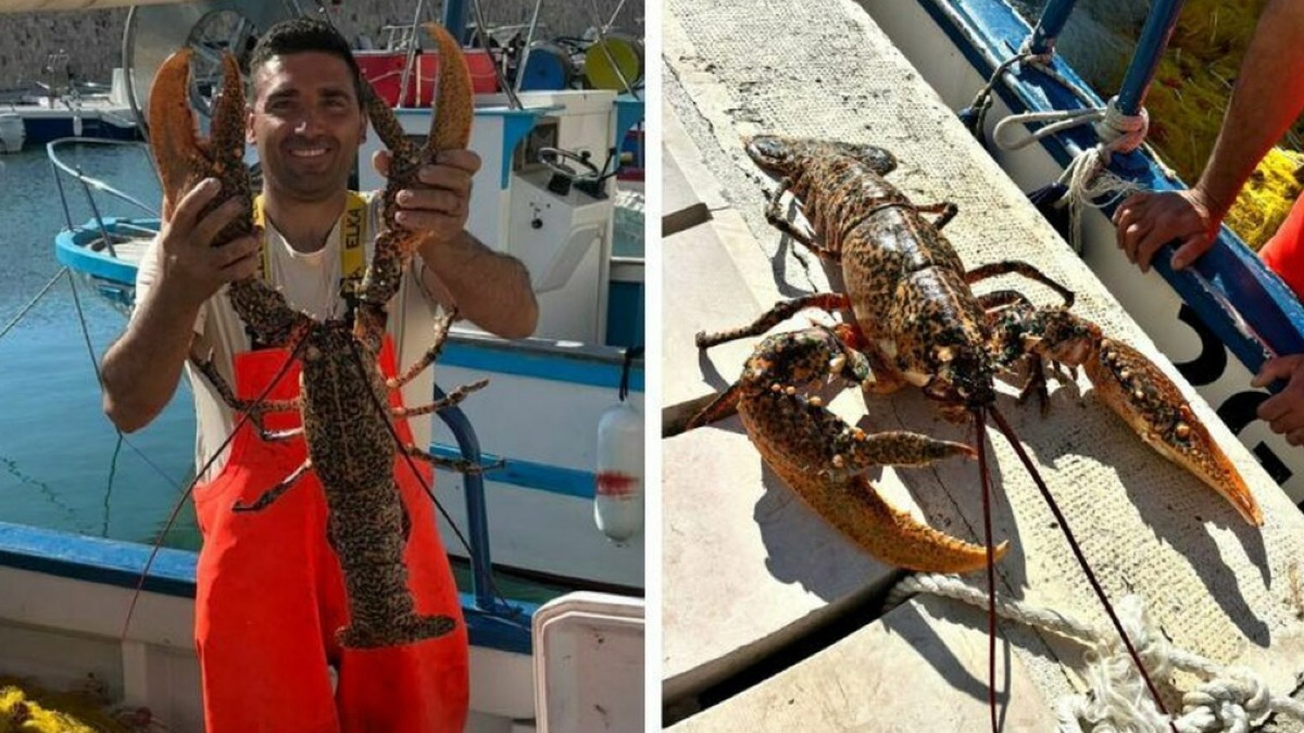 Nella rete finisce un astice record da 6 chili - 