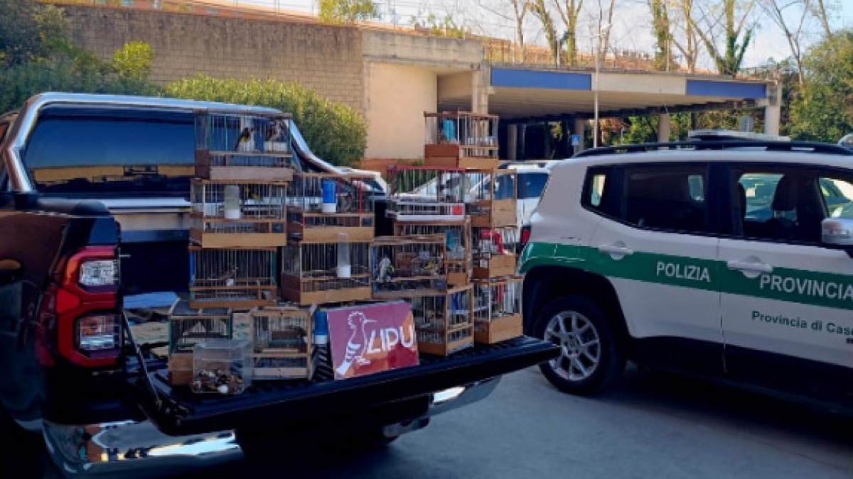 Sequestrati 200 volatili detenuti illegalmente - 