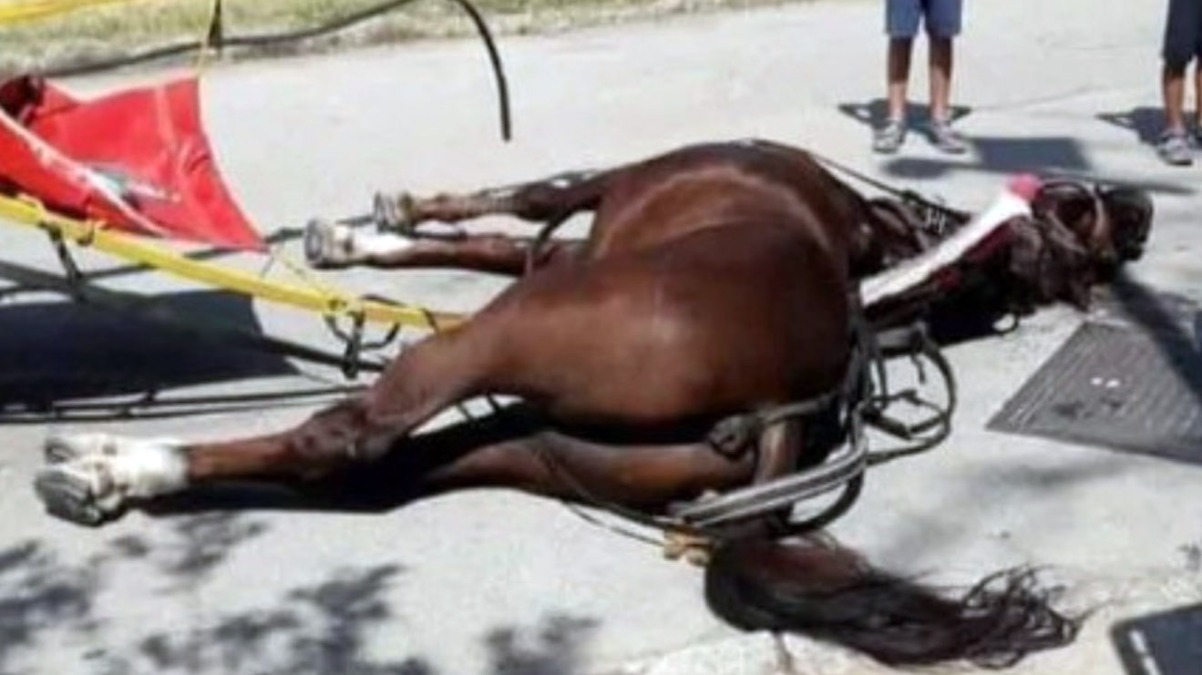 Cavallo imbizzarrito lo travolge mentre va a scuola, 18enne in rianimazione - 