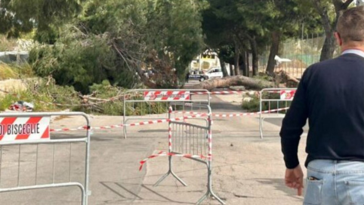 Il vento abbatte albero, Alicia muore schiacciata a 12 anni - 