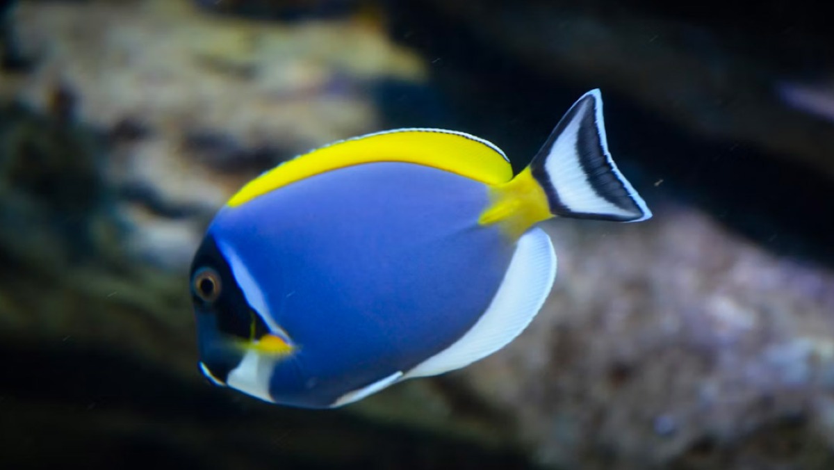 Pesce chirurgo avvistato nel mare italiano: "Non toccatelo" - 